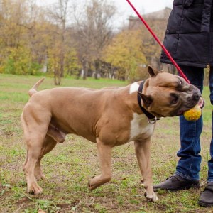 Мячик ø7 см на веревке для дрессировки амстаффа «Funny Dog»